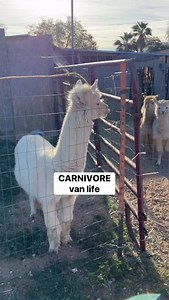 Van life ✨ #vanlife #vanlifer #carnivorelifestyle #travelingfamily | It's Courtney Luna