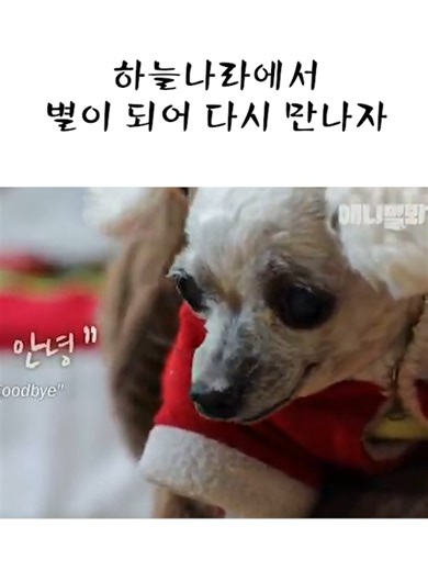 #도그팰리스 #애견펜션 #애견글램핑 #애견동반글램핑 #강아지 #진돗개 #댕댕이 #애견 #멍멍이 #펫 #귀여운강아지 #반려동물 #강아지 #귀여운 #글램핑 #애완동물 #애견동반여행 #dog #cutedog #funnydog #애견숙소 #애견독채펜션 #애견독채글램핑 #애니멀 #애니멀톡
