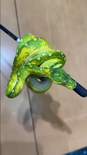 Female Biak #greentreepython #python #reptiles #snake #cobra