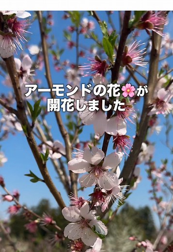 実はこの花、アーモンドの秘密