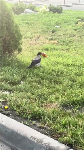 Криминал от ворона