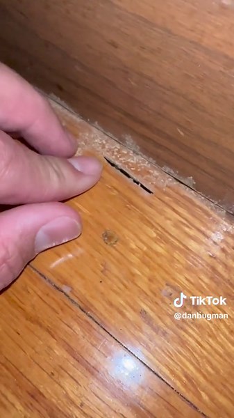Termites go to Church!! #pestcontrol