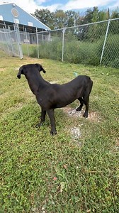 Update: ADOPTED! 👏🏻 🖤 Cambria is a 6 month old Boxer/Lab mix available for adoption. I used to think the shelter was the worst place an animal could be…until I met dogs like Cambria. Abandoned at the shelter over the weekend; starving, covered in fleas, and terrified. She’s safe now and will experience love for maybe the first time in her life. ▶️ADOPTION APPLICATION LINK: https://docs.google.com/forms/d/e/1FAIpQLSfOA6TyZx8xlVwaUGUIcAJlZ38YSeoHkncixHCJ9a4FZSsppA/viewform 🐾Visit or call the s