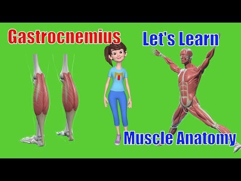 The Muscle That Pushes You Forward: Gastrocnemius Explained