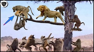 150K views · 1.2K reactions | Baboons Kidnap Lion Cub Making It Very Difficult For Its Mother To Rescue | Wild life Animals | Facebook