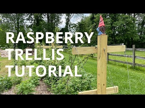 How to Build a T-Trellis for Raspberries and Blackberries