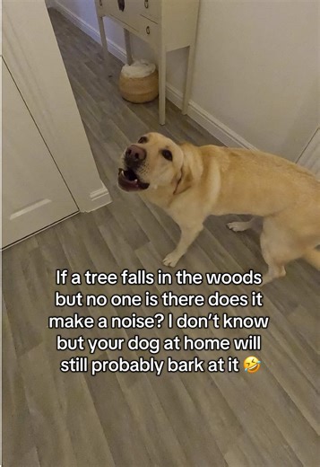 Why Dogs Bark at Nothing: Exploring Their Behavior