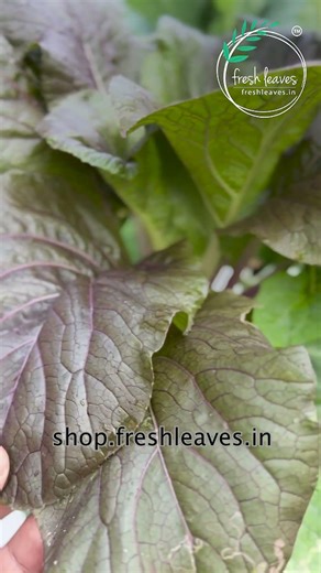 First Purple Pok Choy Experiment in Our Hydroponic System