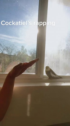 #fyp #foryourpage #foryou #cockatiel he’s rapping 🎶😆🇨🇦