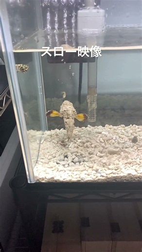 【衝撃の0.1秒】捕食の瞬間をスローで捉えてみた！ #捕食シーン#カサゴ