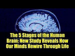 The 5 Stages of the Human Brain: New Study Reveals How Our Minds Rewire Through Life