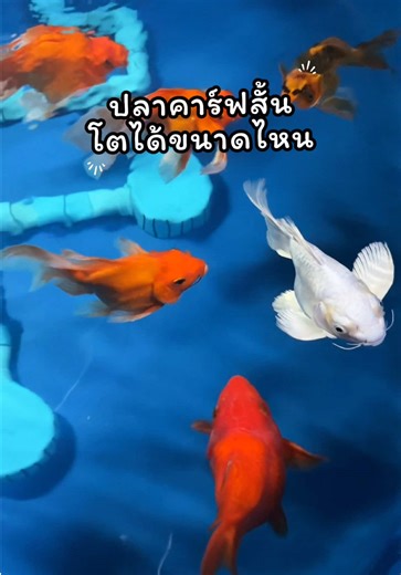 ปลาคาร์ฟสั้นโตได้ขนาดไหน #ปลาสวยงาม #ปลาคาร์ฟ #เลี้ยงปลา #เทรนด์วันนี้ #fypシ゚