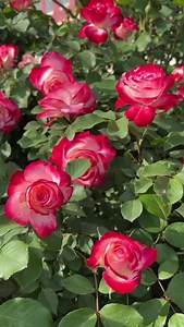 Very beautiful rose flower plant 🌹🌹🌹🌹🌹🌹🌹🌹🌹🌹🌹. . . . . . . | Nature videographer