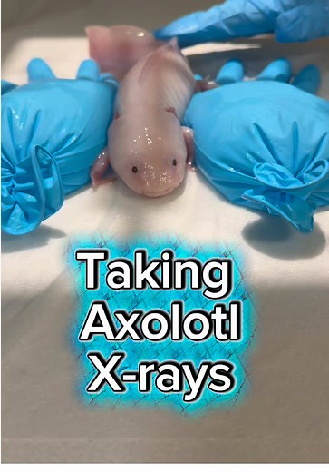 Tiny Axolotl Gets X-Rays at Exotic Vet Clinic