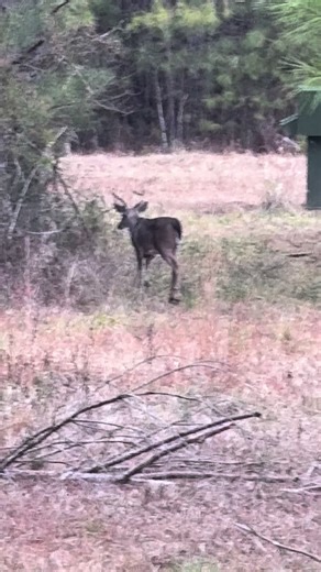 Bucks cruising for does yesterday in Alabama