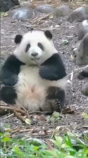 #panda #funny #animals