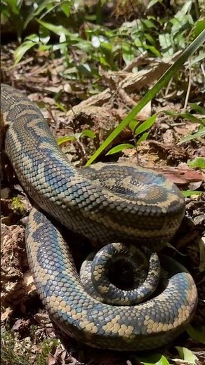 Massive Python Spotted in the Wild! | Big Python on the Hunt! | Python Power – Silent but Deadly!