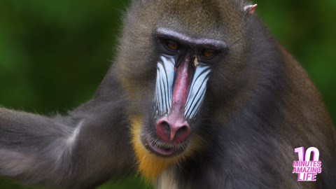 This Mandrill Warned By Slowly Showing Its Teeth