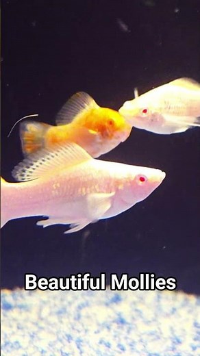 Stunning Molly Fish Colors You Have to See!