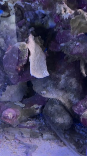 Check out how good our peppermints are ❤️ Reef Secrets Aquariums #reef #aquarijm #shop #goldcoast #coral #fish #shrimp #peppermintshrimp #equipment #reefer | Reef Secrets Aquariums