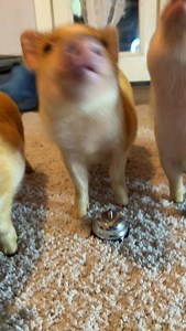 1.4K reactions · 31 shares | #Training #minipigs #charmingminipigs | Charming Mini Pigs | Facebook