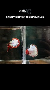 Fancy Copper (FCCP) Betta Males from Vietnam 🇻🇳 Message us for more details 📩 Follow Us! Facebook: MR Guppy TikTok/Youtube/Instagram: mrguppyph #MRGuppy #DeepBlue #BrandOfChampions #guppy #guppyfish #guppies #guppybreeder #guppylover #guppytank #guppyfarm #guppyhobby #guppyphilippines #guppyvietnam #fishkeepinghobby #fishkeeping | MR Guppy
