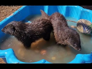 Water / Marsh mongoose