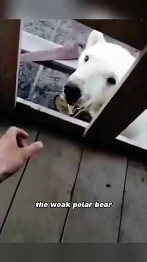 155K views · 2.2K reactions | I saved a polar bear,but it found a new owner…#animals #rescue #polarbear #friendship | Loveable Stories | Facebook