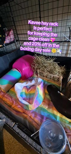 The @Kavee Pets hay rack is excellent for keeping the hay tidy, making the cage look great and most importantly a bit of fun for the guinea pigs. Casper and Fudge love it 💖 #guineapigs #pets #fyp #trending #tiktokshopmademebuyit