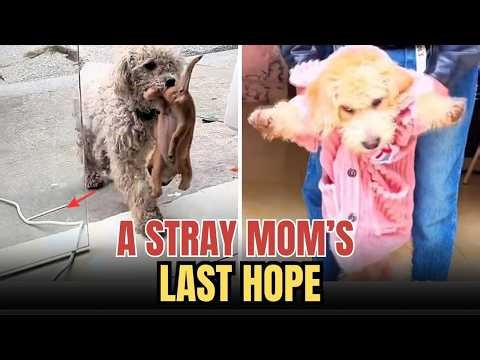 A Stray Mom’s Last Hope: The Moment She Placed Her Only Puppy in My Hands
