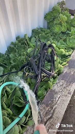 It’s literally the best way to clean them! Then I put leather conditioner to trap in the moisture 😎 #equestriangirl #horses #equestrianlife #tack