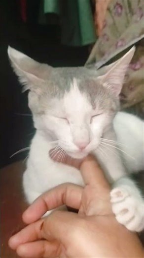 meri pyari toto so cute bili #youtubeshorts 🤗😍🥰😘