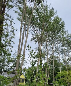Aspen tree shoots in lawn