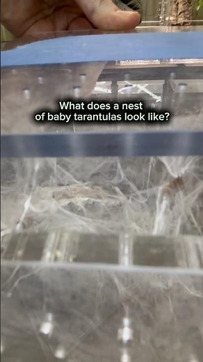 Nest of baby tarantulas!