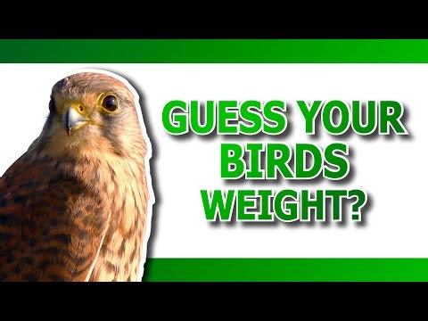 Can You Predict a Bird’s Weight Accurately Day After Day?