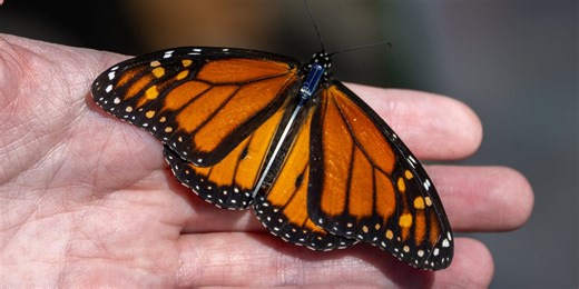 FIRST ALERT WEATHER: Monarch butterflies migration underway