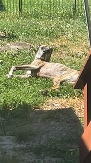 Sunbathing, do not disturb.