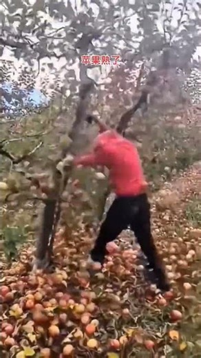 Amazing Apple Harvest: Thousands of Ripe Red Apples Falling From Trees Like Rain! 🍎#far#youtubeshort