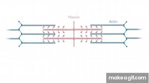 Crossbridge Cycle: Muscle Contraction on Make a GIF