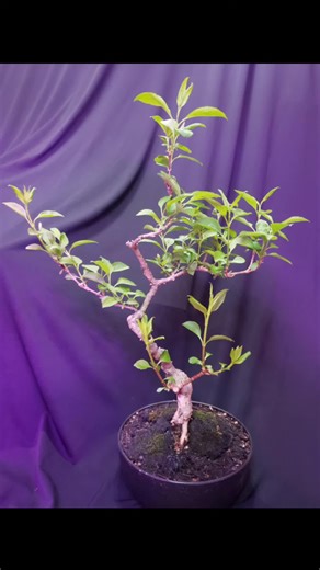 The forsythia is fully in leaf already! No flowers this year, but lots of brach development. More pruning and wiring will be next, along with a few structural decisions. The branching at the bottom needs the most work, but I may leave it as a sacrifice brach, and just prune it off after a few seasons #bonsai #plantsoftiktok #forsythia #tree #progress