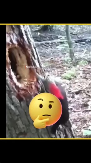 How Woodpeckers Survive 1,400G Head Impacts! 😱