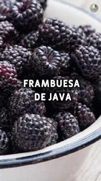 LA FRAMBUESA DE JAVA: LA FRAMBUESA QUE CRECE EN CLIMAS TROPICALES (Rubus niveus) #datoscuriosos #