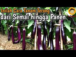 Here's How to Grow Eggplants from Seed to Harvest