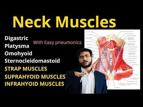 Neck Muscles | Strap | Suprahyoid | Infrahyoid | Deep Neck Muscles #Neckmuscles