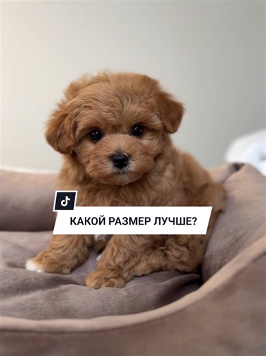 Мини или стандарт мальтипу: какой размер выбрать?
