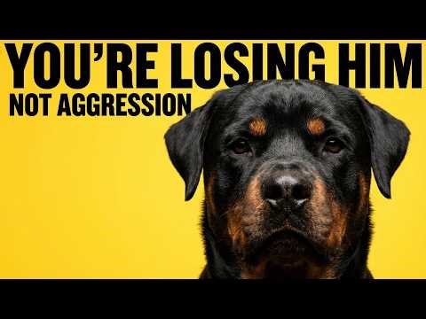 The Rottweiler Mistake That Slowly Destroys Loyalty