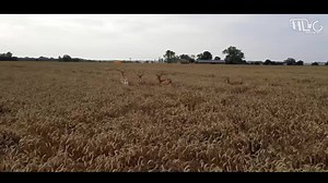 La suède et ses énormes plaines céréalières ! Suivez-moi dans un nouveau Road-Trip agricole unique en son genre! Cette nouvelle expédition riche en découverte et en surprise fût l'occasion idéale de remonter sur ma BMW R 1200 GS Adventure. Mon objectif pour ce premier épisode : Rencontrer Guillaume et Erik, deux jeunes fils d'agriculteurs normands qui ont tous plaqués pour aller vivre une expérience agricole inédite en suède ! Le voyage en suède est également une occasion idéale de partir découv