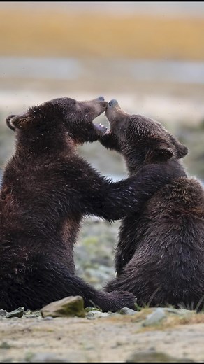Adorable Brown Bear Cubs in Alaska - Wildlife Photography