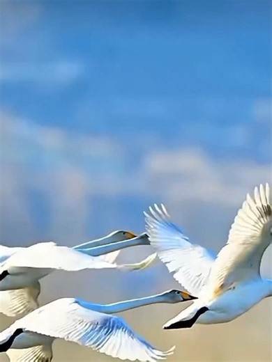 Uçacaksın havalara uçacaksın