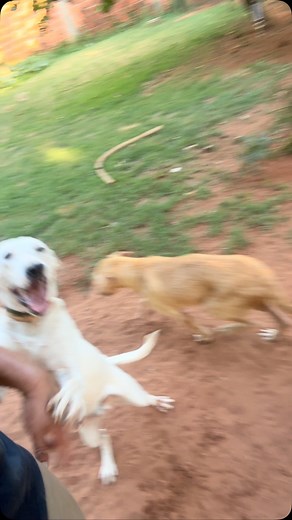 6.1K views · 15K reactions | GRACIAS POR CONFIAR EN ESTE SUEÑO❤️‍啕...